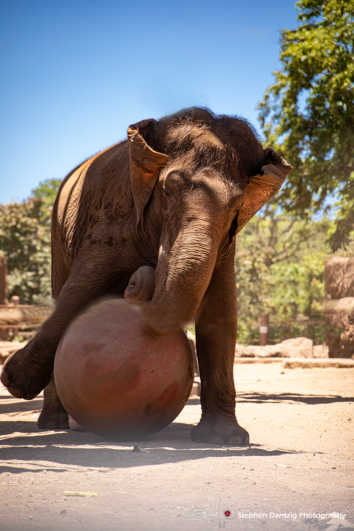 Elephant playing 115 72