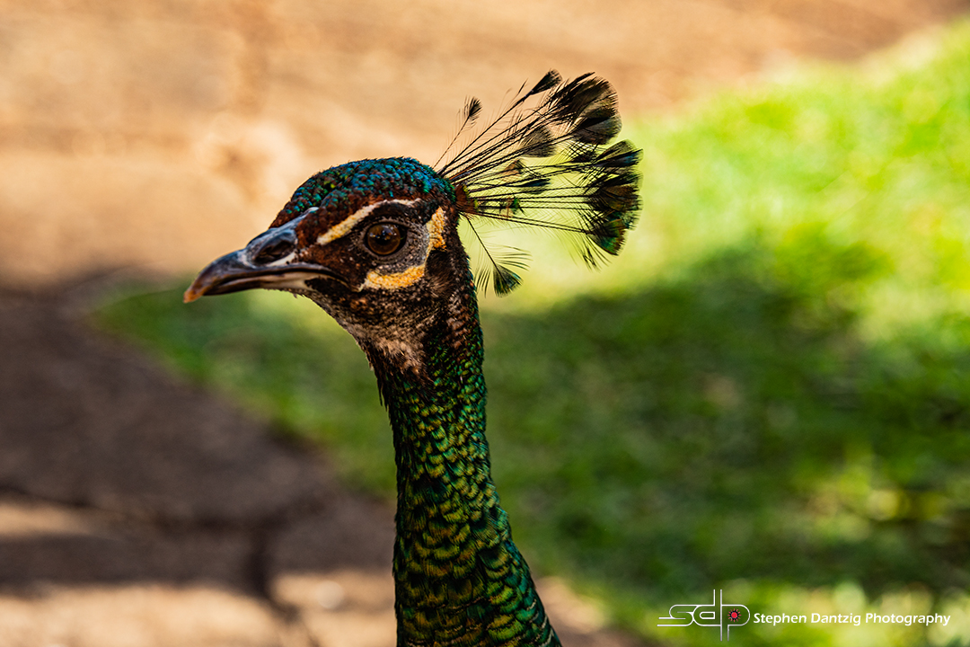 Peacock 15 72