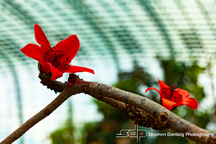 Redd flower on branch 10 72