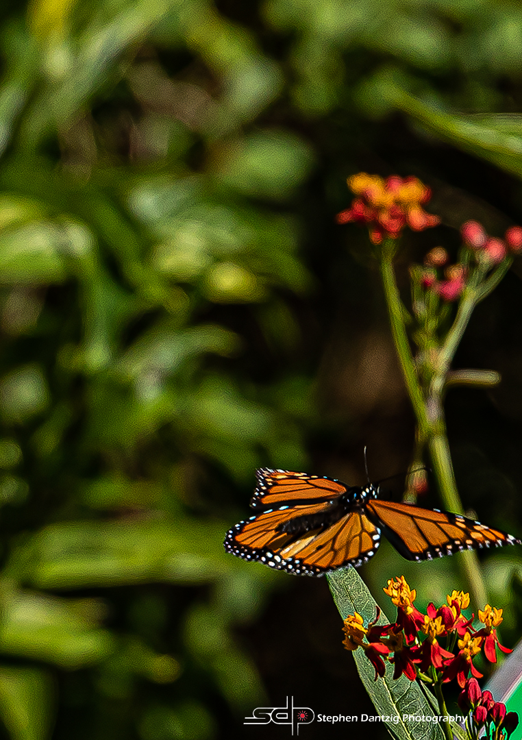 Butterfly taking off 15 72